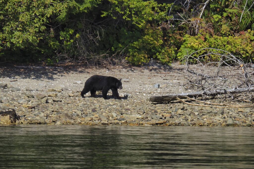 Bear walks down to shoreline, looking for food.