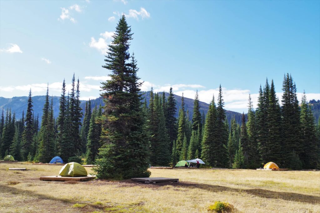 Tent perched in forest clearing, on wooden camp spots.