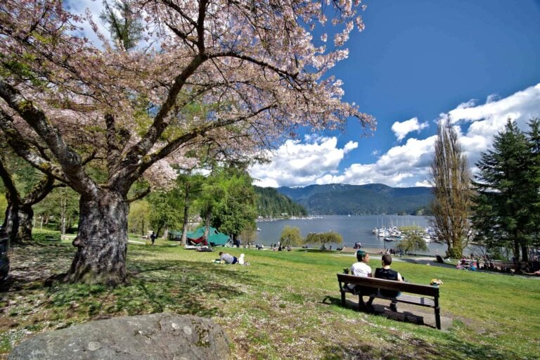 Pink blossom at Deep Cove, with the marina behind.