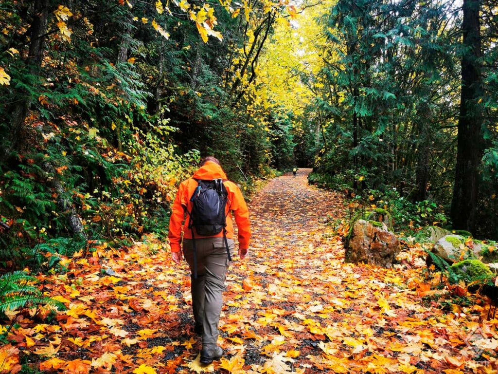 Hikers walk up through leaf covered autumnal trail.