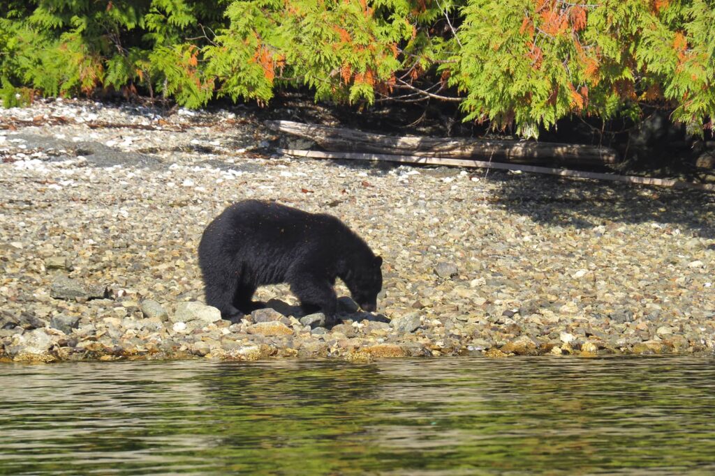 Black bears turns over rocks, looking for food.