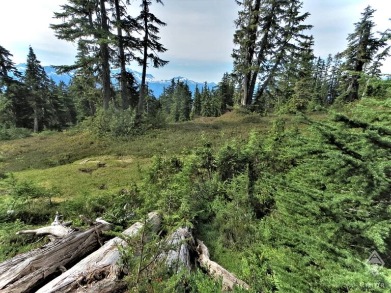 Looking out over the bush on the trail to Rampart Ponds