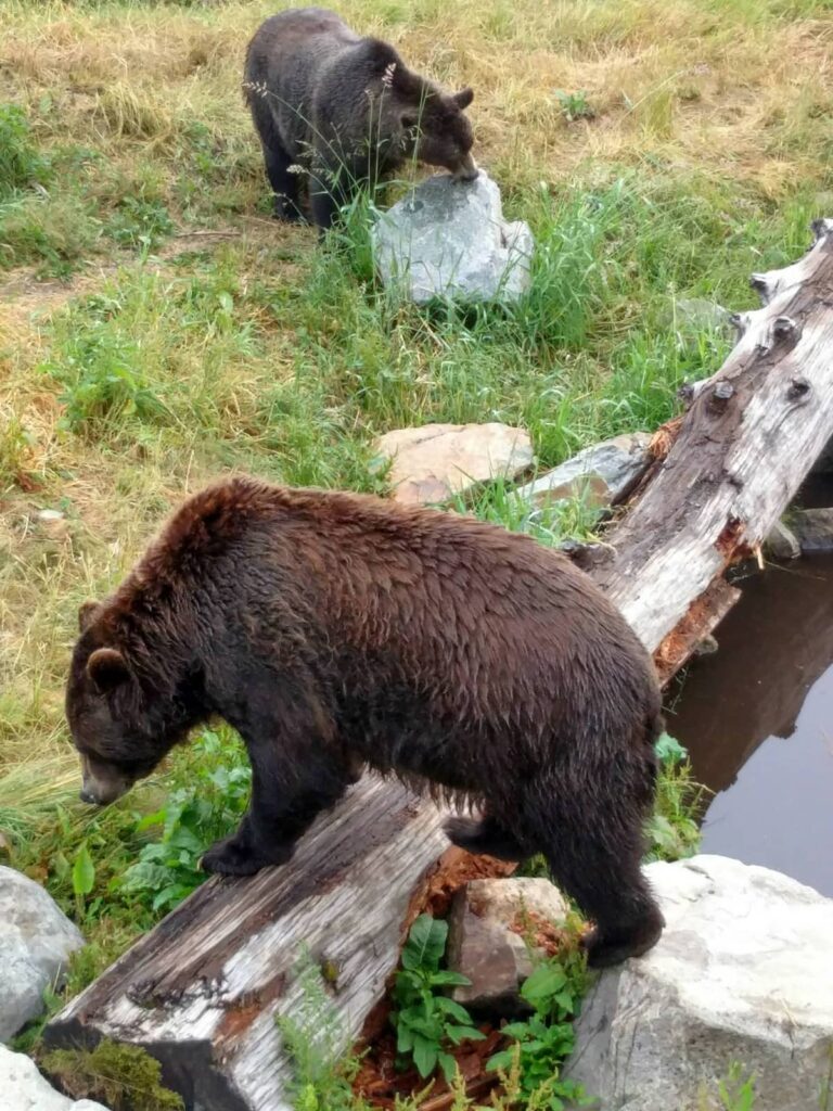 Two grizzly bears sniffing out food by the water